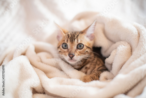 Portrait of bengal kitten covered in white blanket, cute cat has a rest