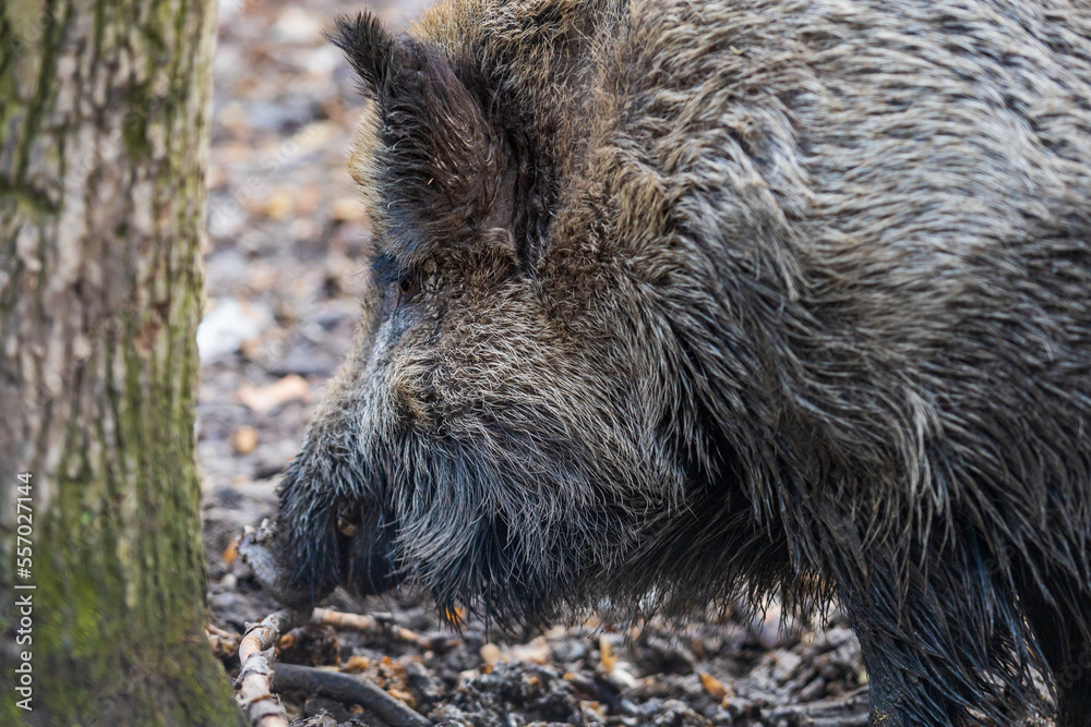 Wild boar - Sus scrofa - in the forest and by the in its natural habitat. Photo of wild nature. Wild boar - Sus scrofa - in the forest and by the in its natural habitat. Photo of wild nature.