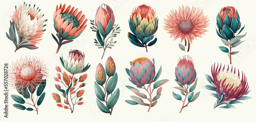 Set of protea flowers, eucalyptus and leaves flowers with leaves and branch. Hand drawn vector illustration