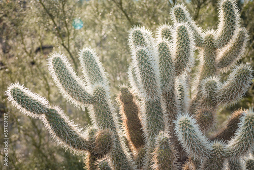 cactus in the desert