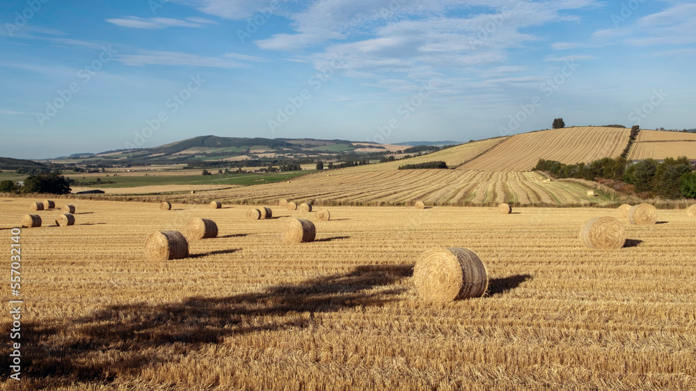 Hay bales in a field with crop lines leading to the Copse on the hill.