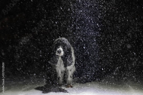 A black and white Russian Spaniel dog under a street light during heavy snowfall