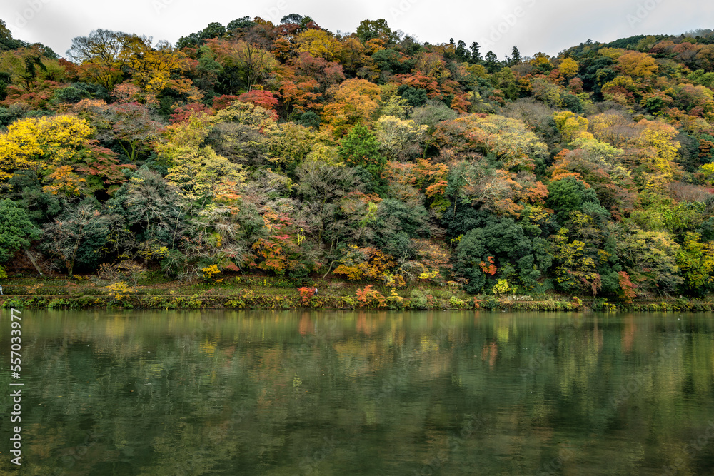 Arashiyama trees in Autumn