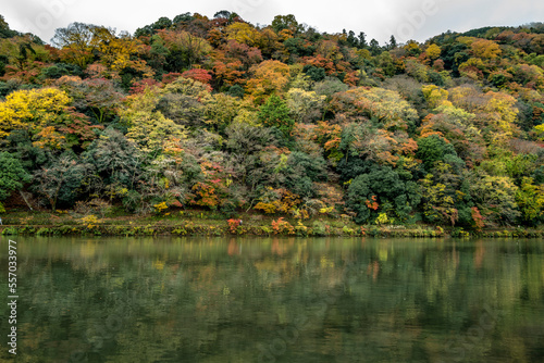 Obraz na płótnie Arashiyama trees in Autumn w salonie