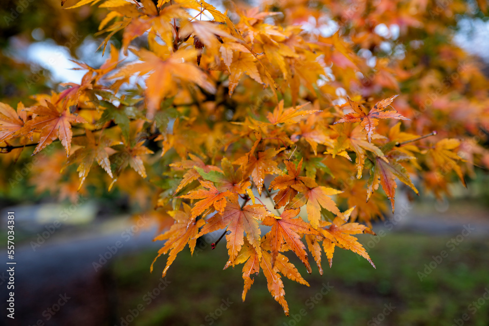 Japanese maple tree leaves in Autumn