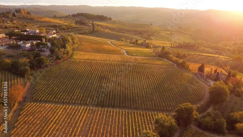 Aerial drone view over vineyards, towards agricultural fields, during sunset
