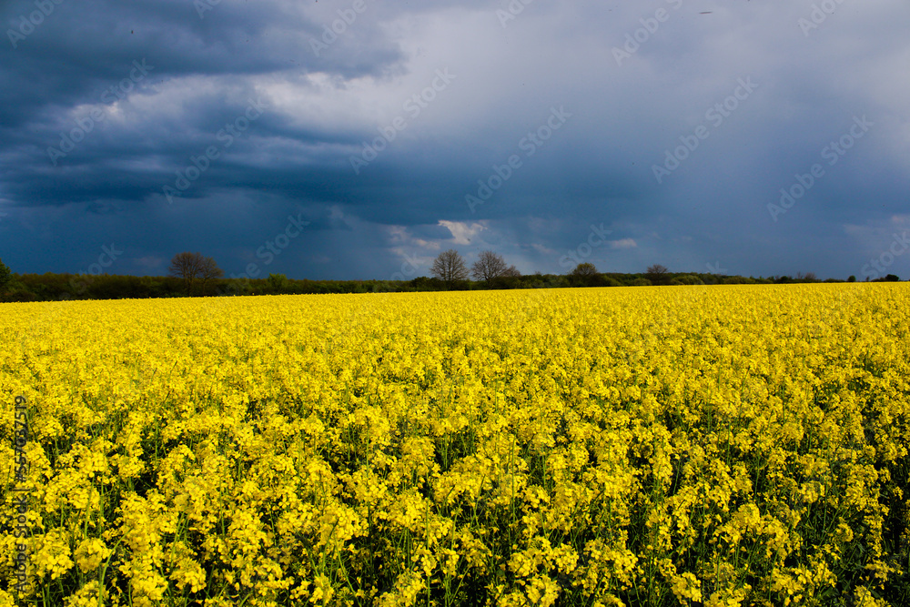 Obraz premium rapeseed field in spring