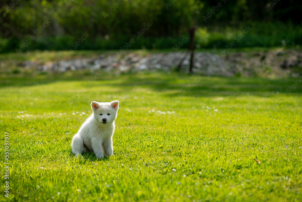 chiot akita inu blanc assis, dans un parc immense !