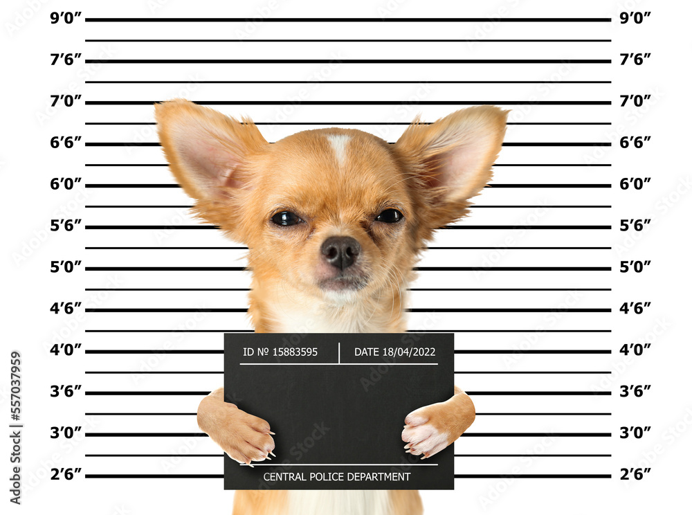 Arrested Chihuahua with mugshot board against