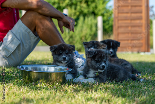 Groupe, portée d'akita bringé, à l'ombre du soleil dans un parc !