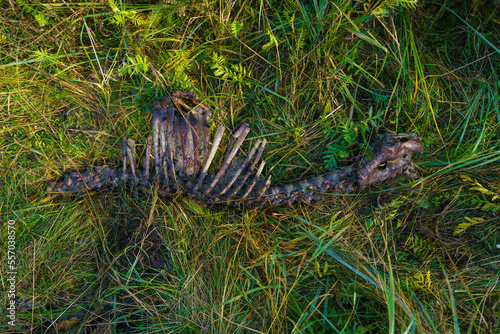 Skeleton of an animal lying in the forest and decomposing slowly. Carrion