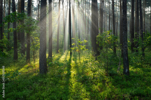 Fototapeta Naklejka Na Ścianę i Meble -  Beautiful sunny morning in green forest