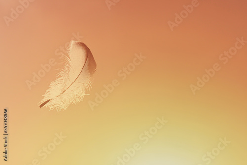 Photography Lone feather floating in the sky. Free your spirit soul concept.