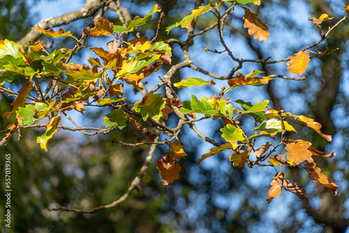 Eichenblätter im Herbst