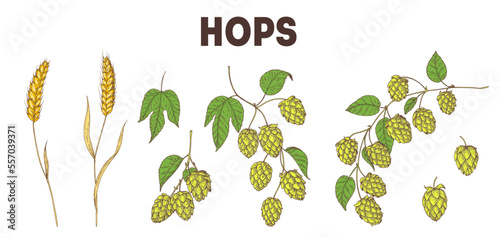 Платно Beer hop illustration