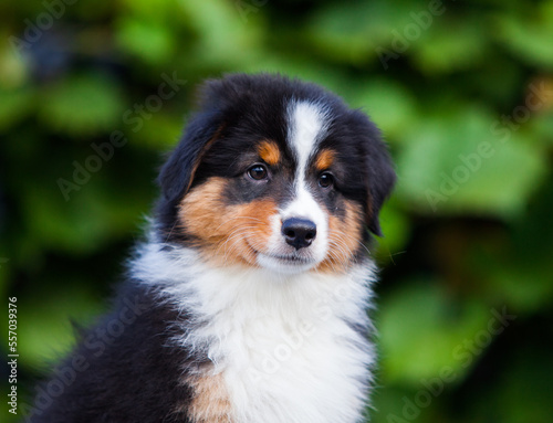 Black tricolor Australian Shepherd puppy in the park with flowers