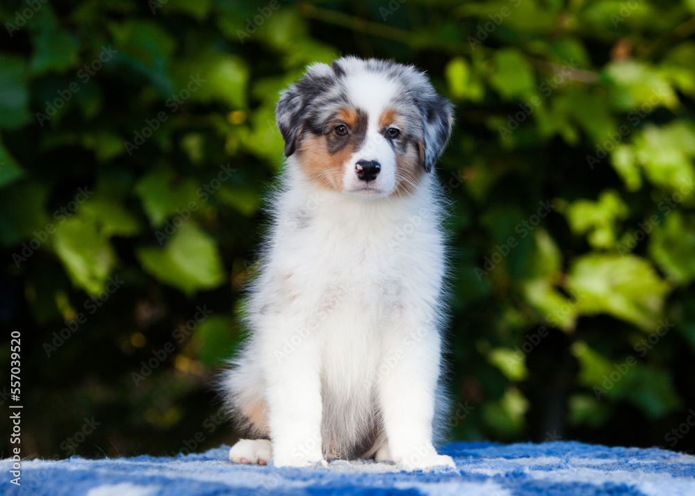 Blue marble Australian Shepherd puppy in the park with flowers Blue marble Australian Shepherd puppy in the park with flowers