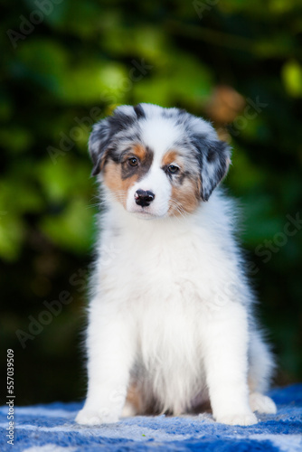 Blue marble Australian Shepherd puppy in the park with flowers © Ilona Didkovska