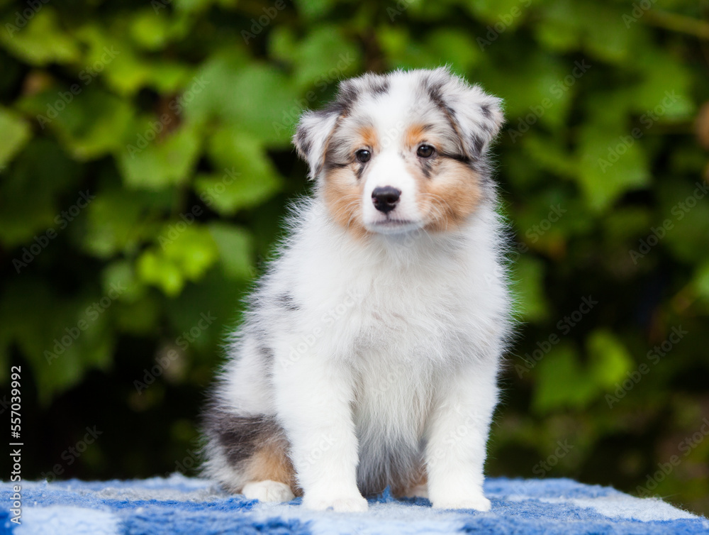 Blue marble Australian Shepherd puppy in the park with flowers Blue marble Australian Shepherd puppy in the park with flowers