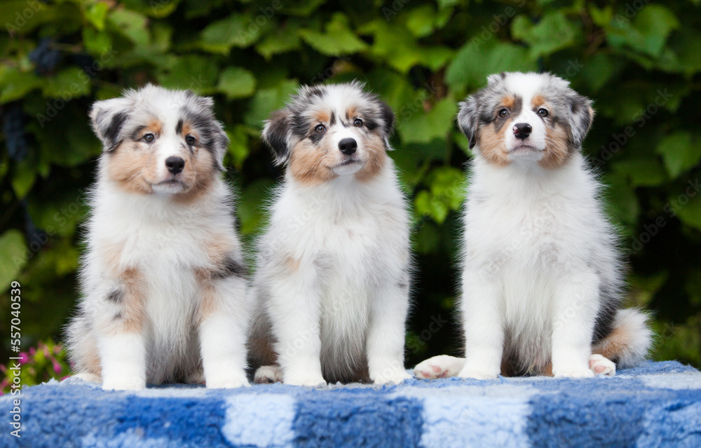 Three Australian Shepherd puppies in a park with flowers