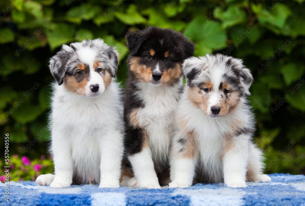 Three Australian Shepherd puppies in a park with flowers