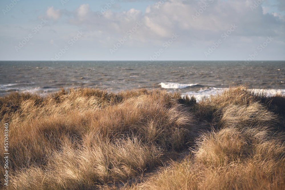 golden dunes at the west coast of denmark. High quality photo golden dunes at the west coast of denmark. High quality photo