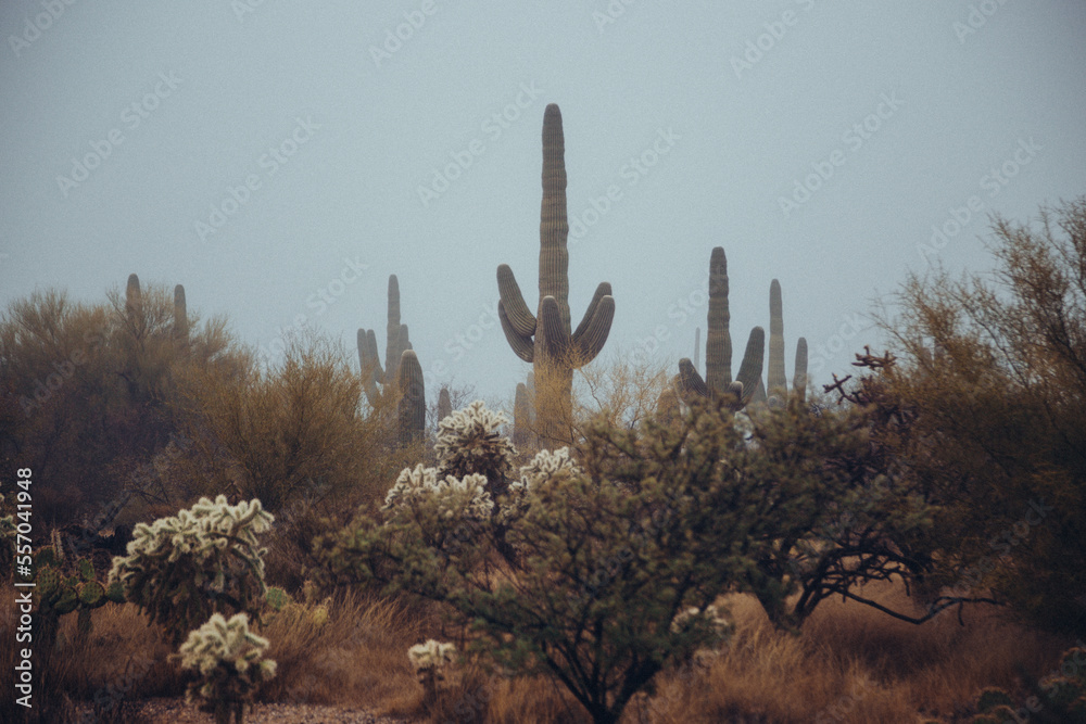 Foggy Saguaro Landscape in Tucson Arizona