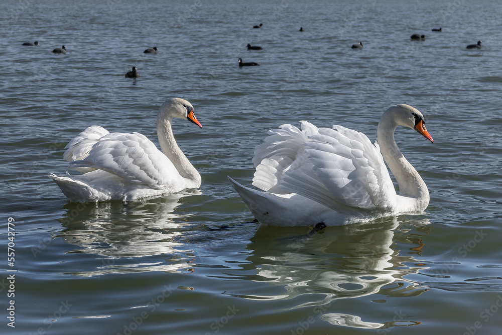 Obraz premium Swan family on the water. Two graceful swans float on the lake.