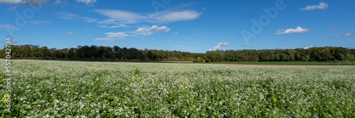 Oberriexingen