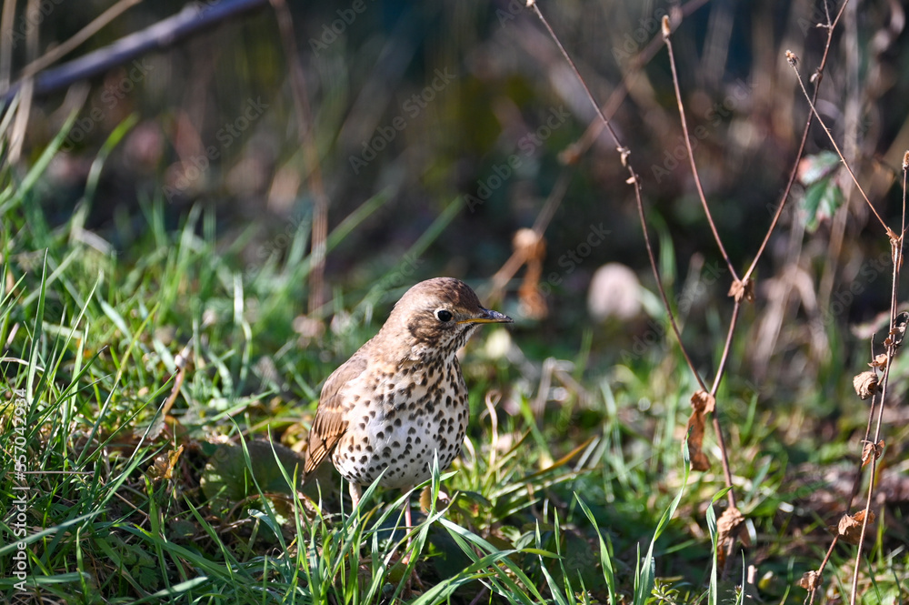 Thrush bird in the grass Thrush bird in the grass