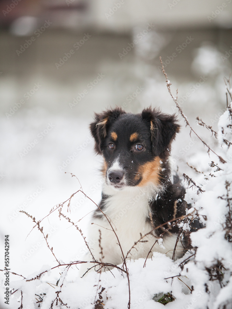 Little Australian Shepherd puppies playing in the snow