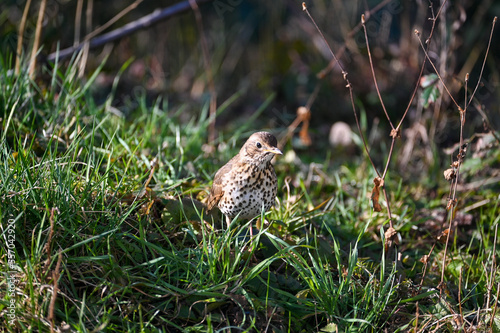 Thrush bird in the grass