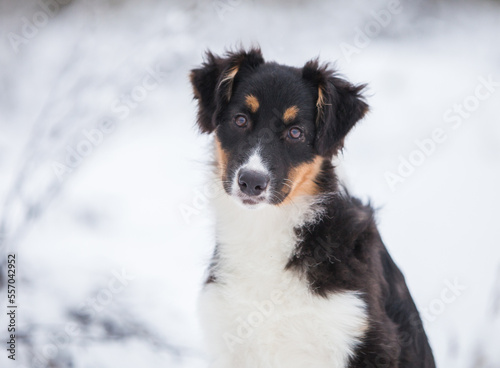 Little Australian Shepherd puppies playing in the snow