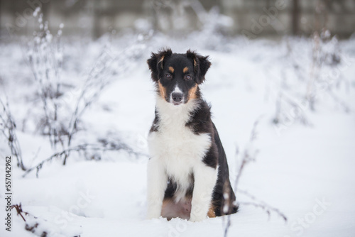 Little Australian Shepherd puppies playing in the snow