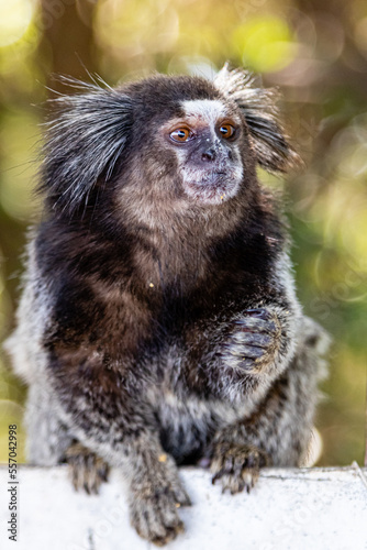 Macaco Sagui - pertencente ao gênero Callithrix photo
