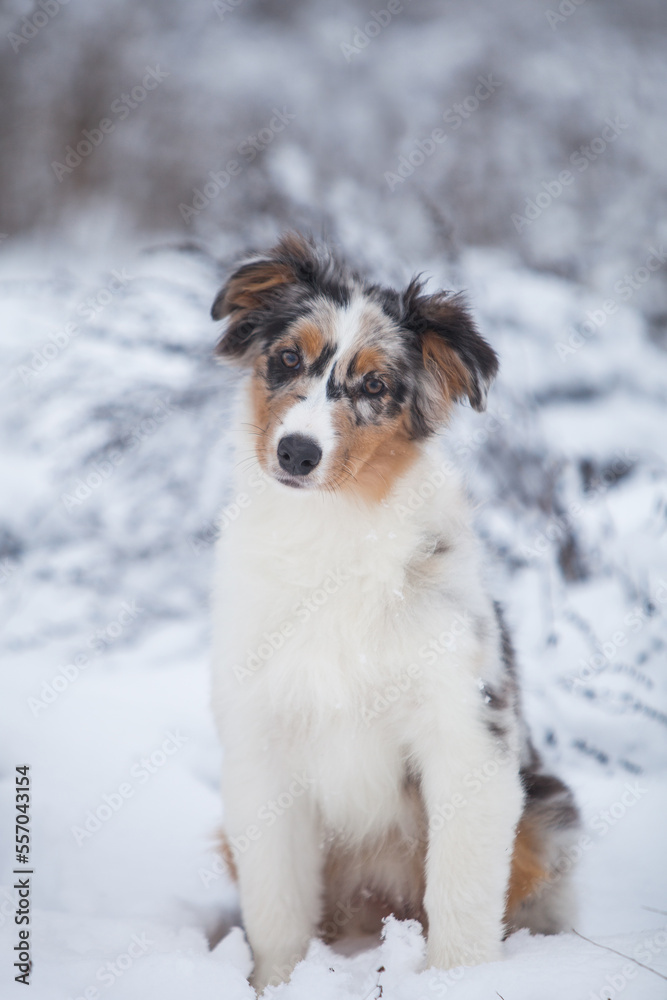Little Australian Shepherd puppies playing in the snow Little Australian Shepherd puppies playing in the snow