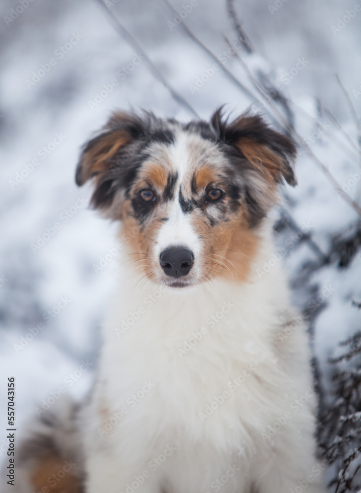 Little Australian Shepherd puppies playing in the snow