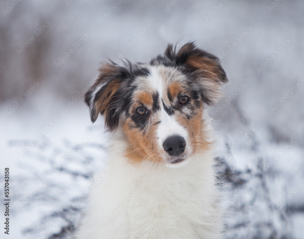 Little Australian Shepherd puppies playing in the snow Little Australian Shepherd puppies playing in the snow