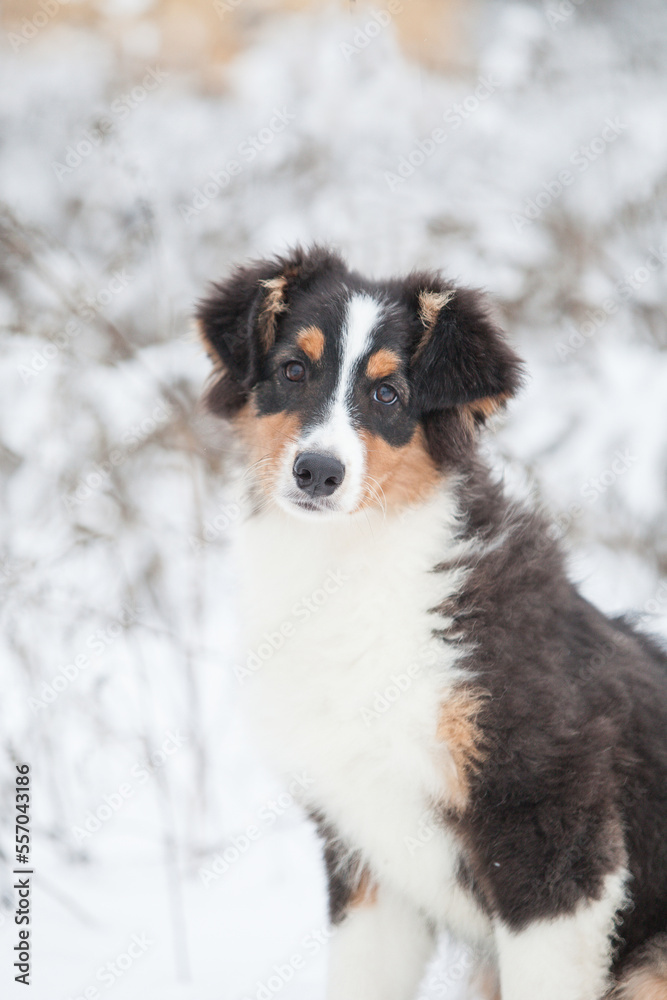 Little Australian Shepherd puppies playing in the snow Little Australian Shepherd puppies playing in the snow