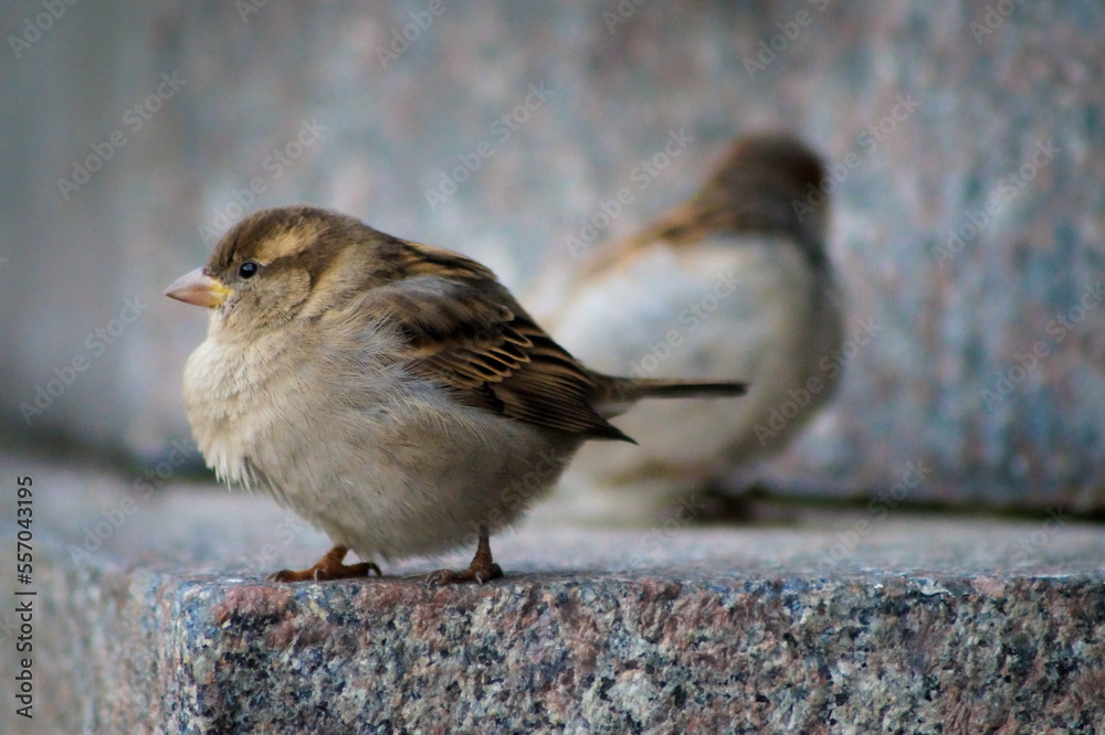 sparrow on the roof sparrow on the roof