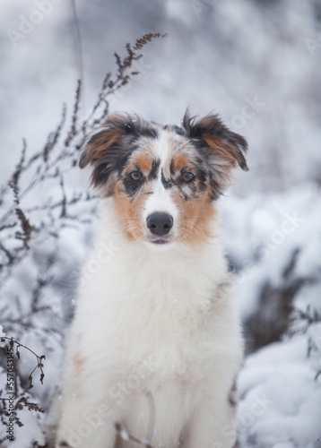 Little Australian Shepherd puppies playing in the snow