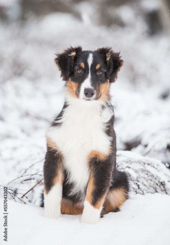 Little Australian Shepherd puppies playing in the snow Little Australian Shepherd puppies playing in the snow
