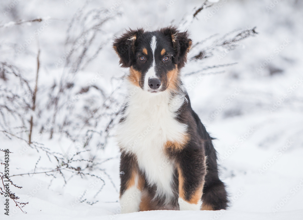 Little Australian Shepherd puppies playing in the snow