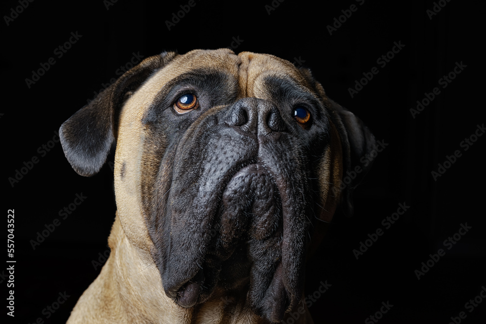 022-12-27 CLOSE UP OF A BULLMASTIFF SLIGHTLY LOOKING UP WITH NICE EYES AND A BLURRY BACKGROUND