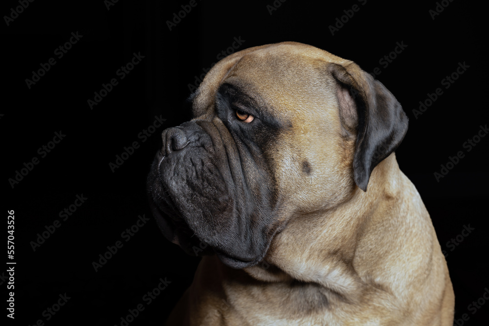 2022-12-28 CLOSE UP OF A LARGE BULLMASTIFF LOOKING LEFT IN THE FRAME WITH A BLACK BACKGROUND