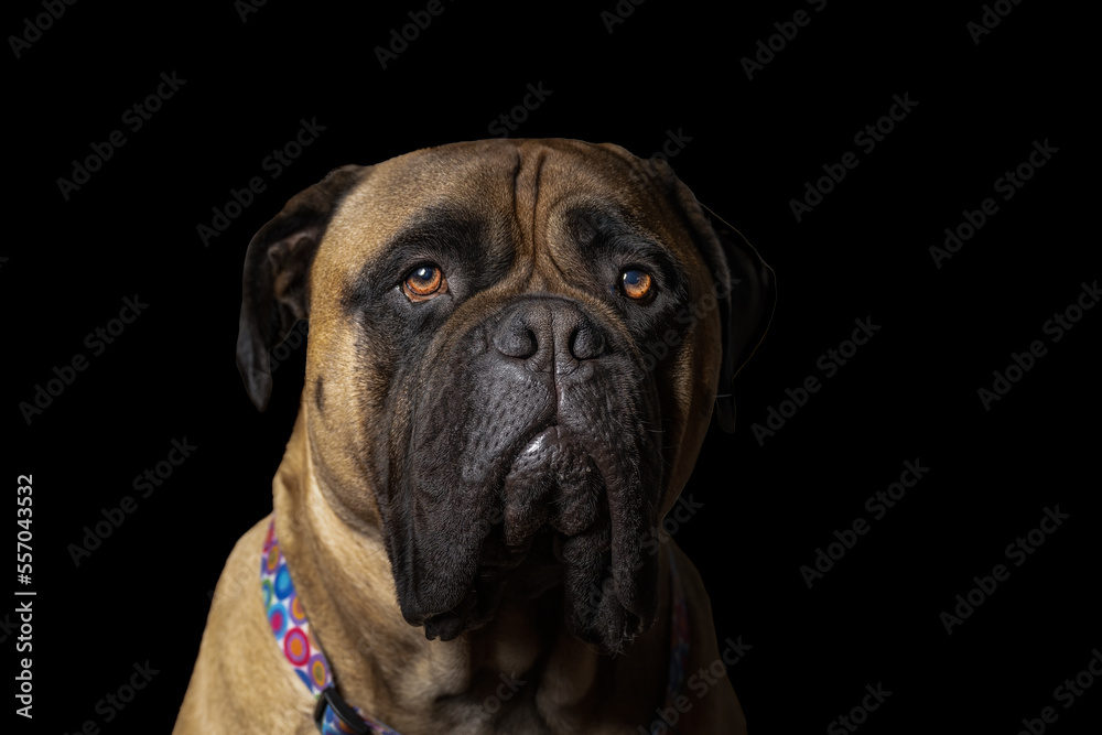 2022-12-28 CLOSE UP PORTRAIT OF A LARGE BULLMASTIFF WITH ORANGE COLORED EYES WEARING A MULTI COLORED COLLAR AND A BLACK BACKGROUND