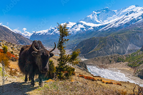 Yak standing along the Annapurna Circuit trek footpath with picturesque himalyan mountains on a sunny day in the fall photo