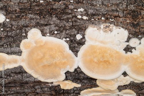 Closeup Trametes gbbosa mushroom on an old oak log