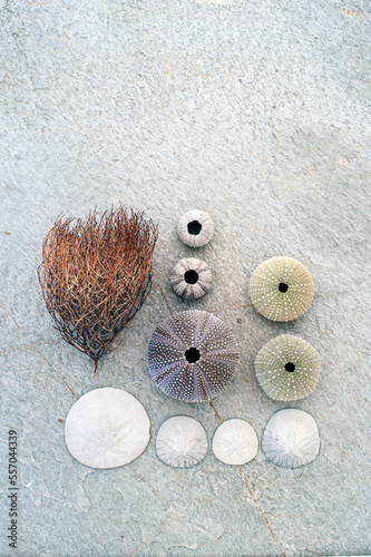 Beachcomber collection of urchin seashells, abalone fragments, sand dollars, and sea brush. 