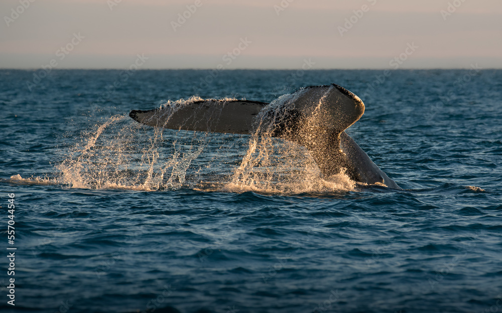 Fototapeta premium humpback whale